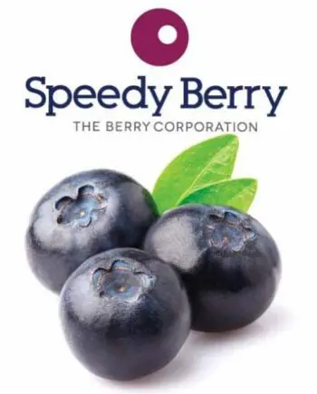 Blueberries IQF 1kg