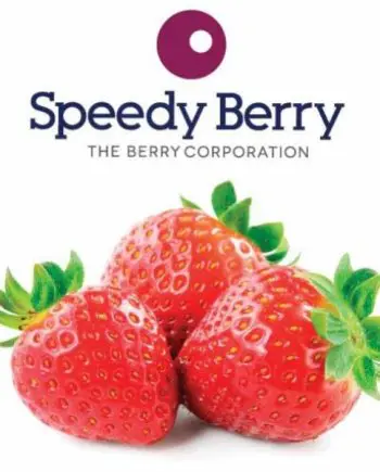Strawberries IQF 1kg