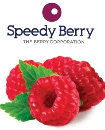 Raspberries IQF 1kg